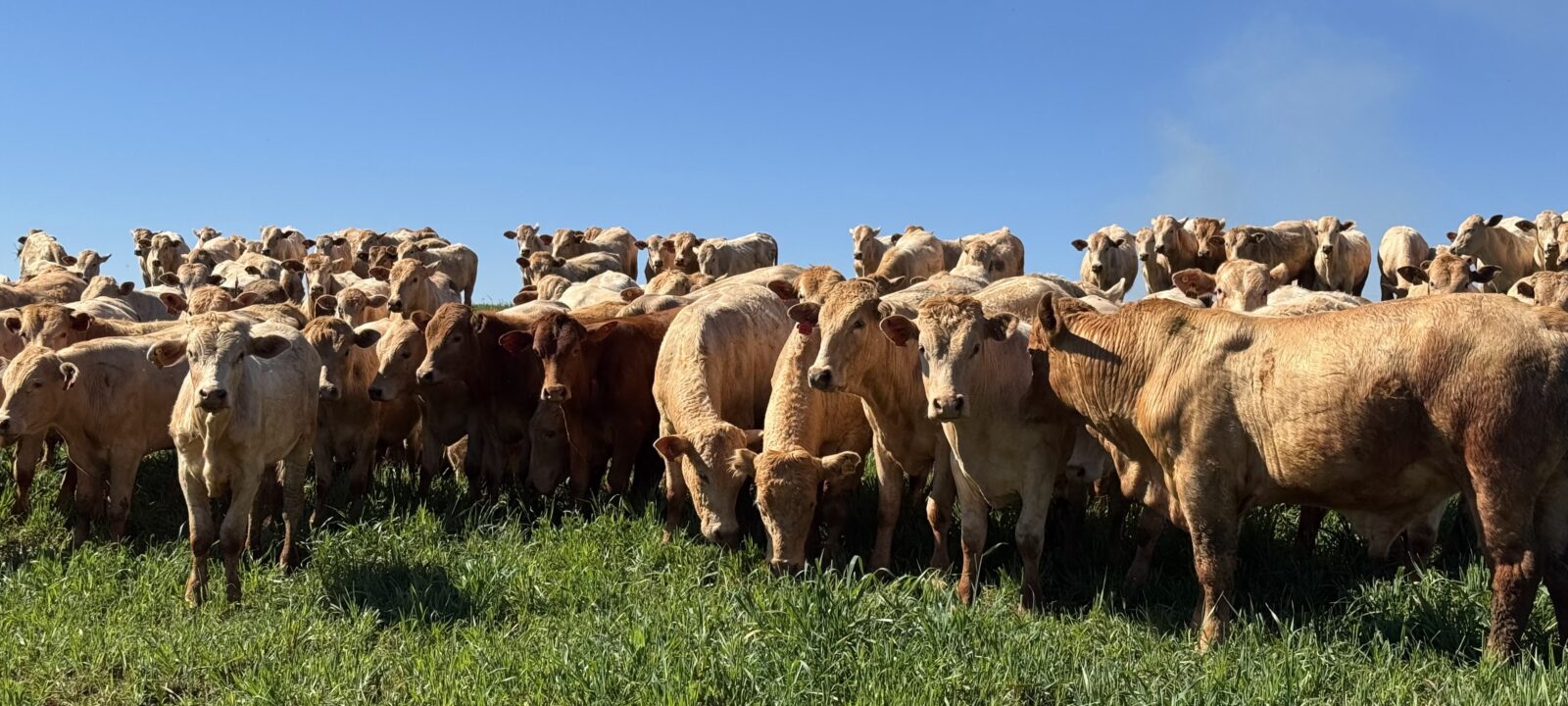 Rebanho Purunã a pasto