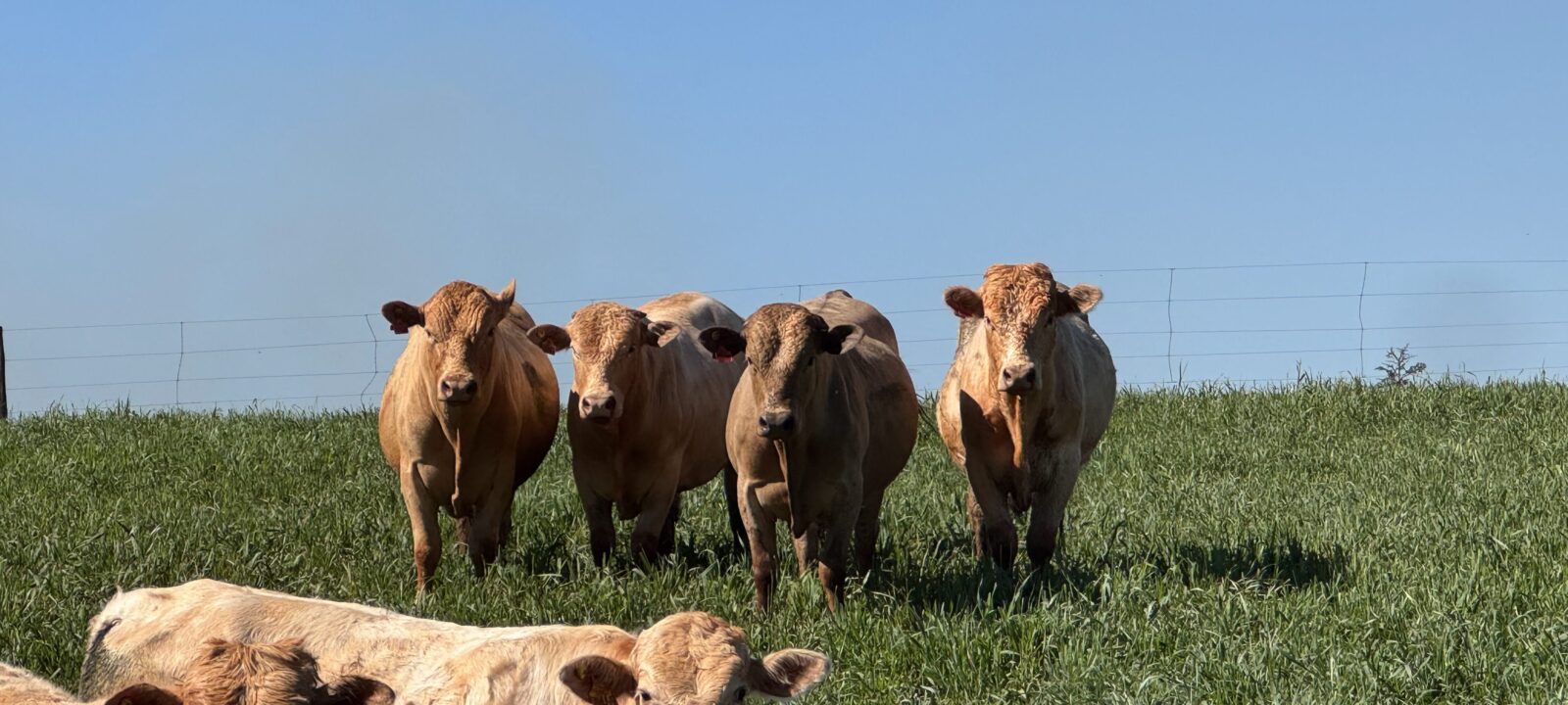 Animais Purunã em pastagem